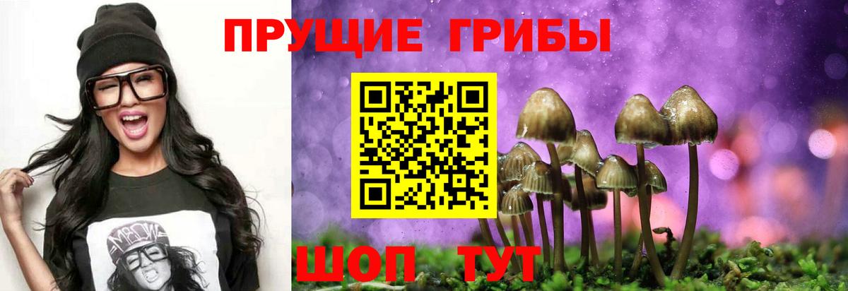 Галлюциногенные грибы Psilocybe Железноводск